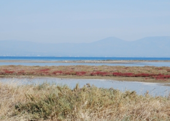 The destination in Attica that you can even see flamingos