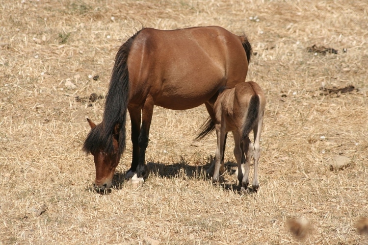 Skyros: Trip to the island with rare horses2