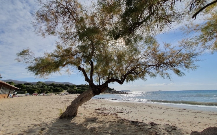 Κιτέζα: Η παραλία στην Αττική με τα ρηχά και καθαρά νερά
