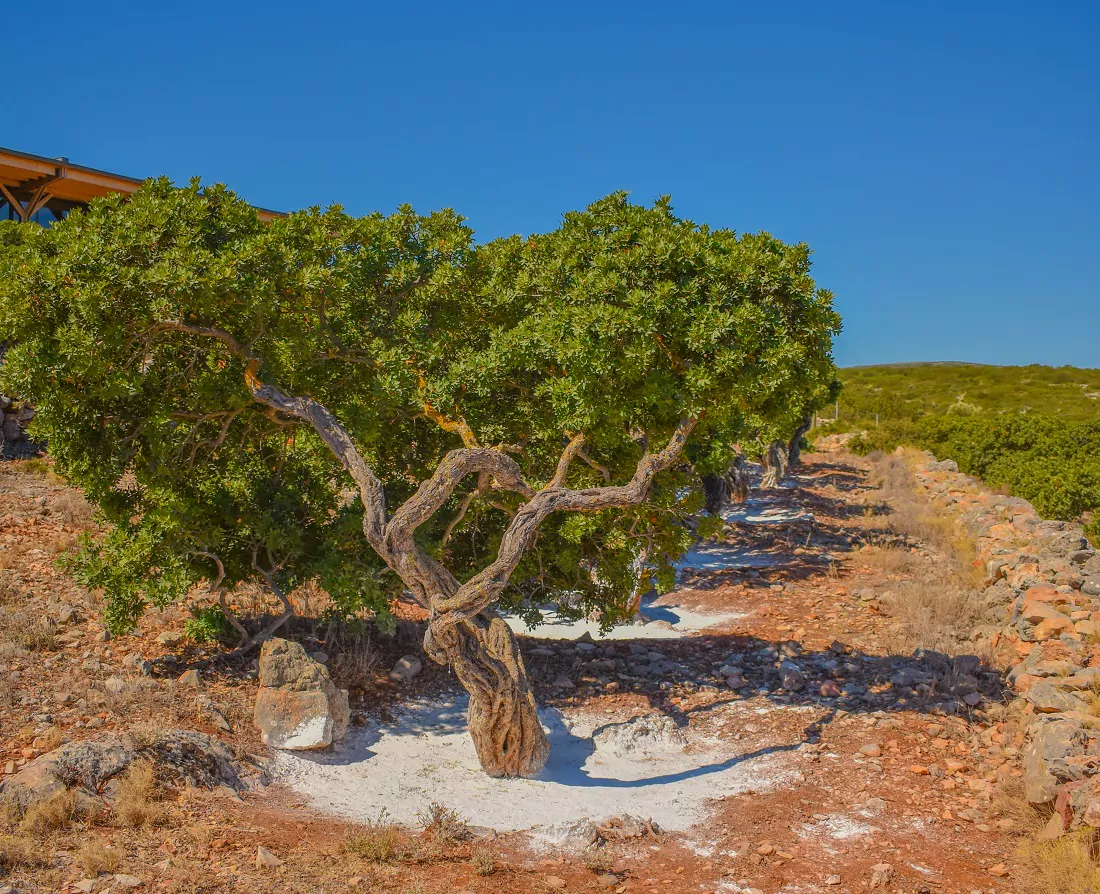 Χίος: Μαστίχα Χίου δέντρα
