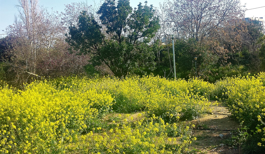 Πάρκα στην Αθήνα - Πάρκο Ακαδημίας Πλάτωνος: Τουρίστας στην πόλη μου