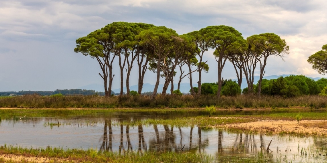 Το Δάσος της Ελλάδας που θυμίζει... Κένυα