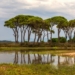 Το Δάσος της Ελλάδας που θυμίζει... Κένυα