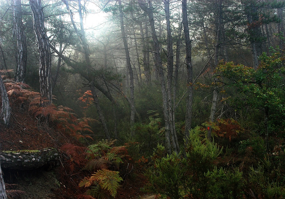 Δάσος Δαδιάς: Εθνικό Πάρκο Έβρος