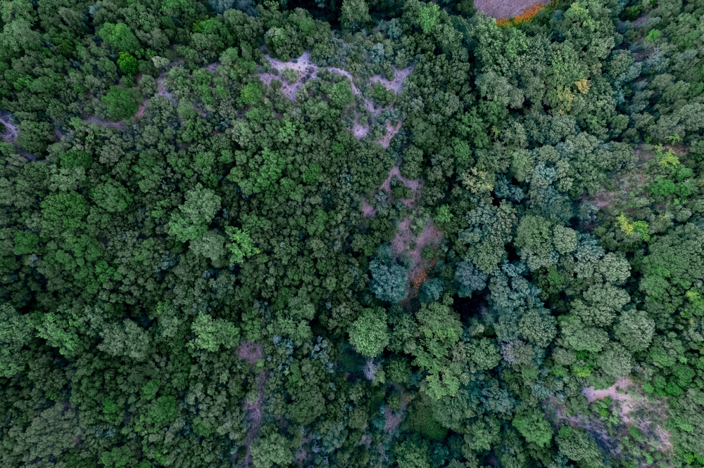 Φολόη-Δάσος
