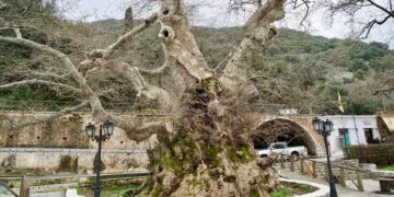 Κράσι: Το χωριό της Κρήτης με τον αιωνόβιο πλάτανο 2.000 χρόνων