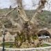 Κράσι: Το χωριό της Κρήτης με τον αιωνόβιο πλάτανο 2.000 χρόνων